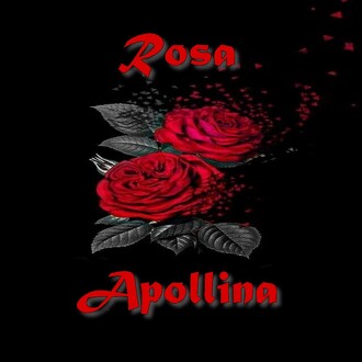 Rosa Apollina