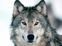 avatar de wolf22