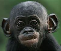 avatar de BonoboKacew