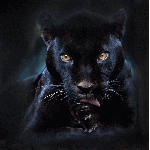 avatar de Panthera