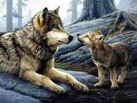 avatar de wildwolf18