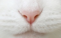 avatar de Whitecat